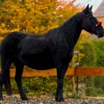 5fb5bb98-377f-49c8-a1c9-0aa3ed33b27a