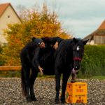 79d8e1b9-4b07-4f69-9896-5b6cb5e07c0f