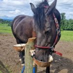 0cdd5bcd-1ada-4aa6-a6d4-8184eb640faf