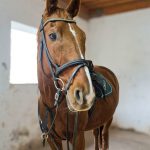 8aa6f8a9-ac0e-4f64-a88f-9b0df8ae2403