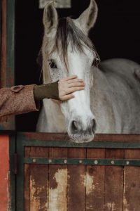 pexels-aysenuryilmaz-10560152 (1)