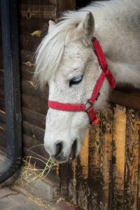 pexels-emre-atesoglu-278506921-15884379 (1)